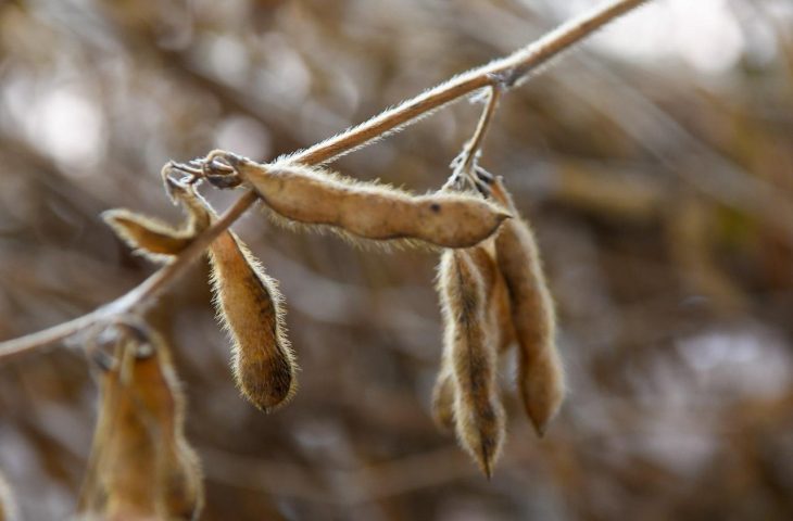 Festa do Pé de Soja Solteiro: Uma Celebração da Cultura e da Agricultura em Laguna Carapã